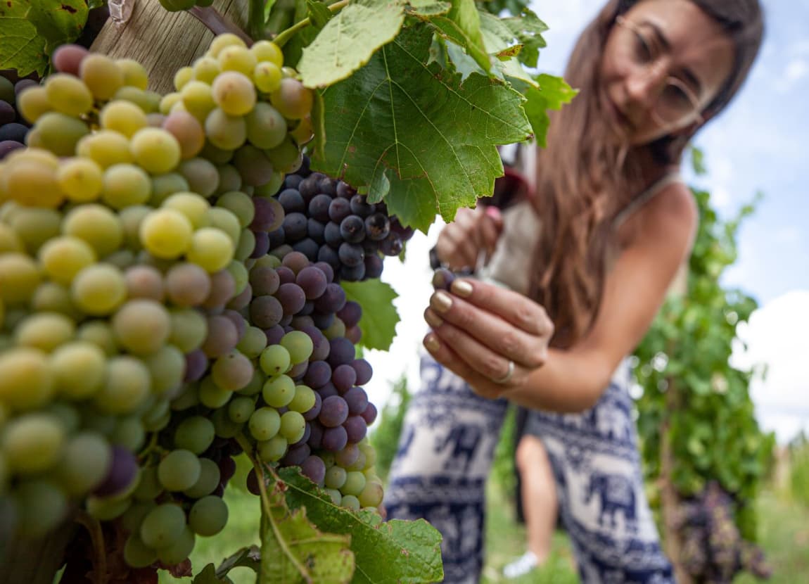 Ruta del Vino - imagen 3