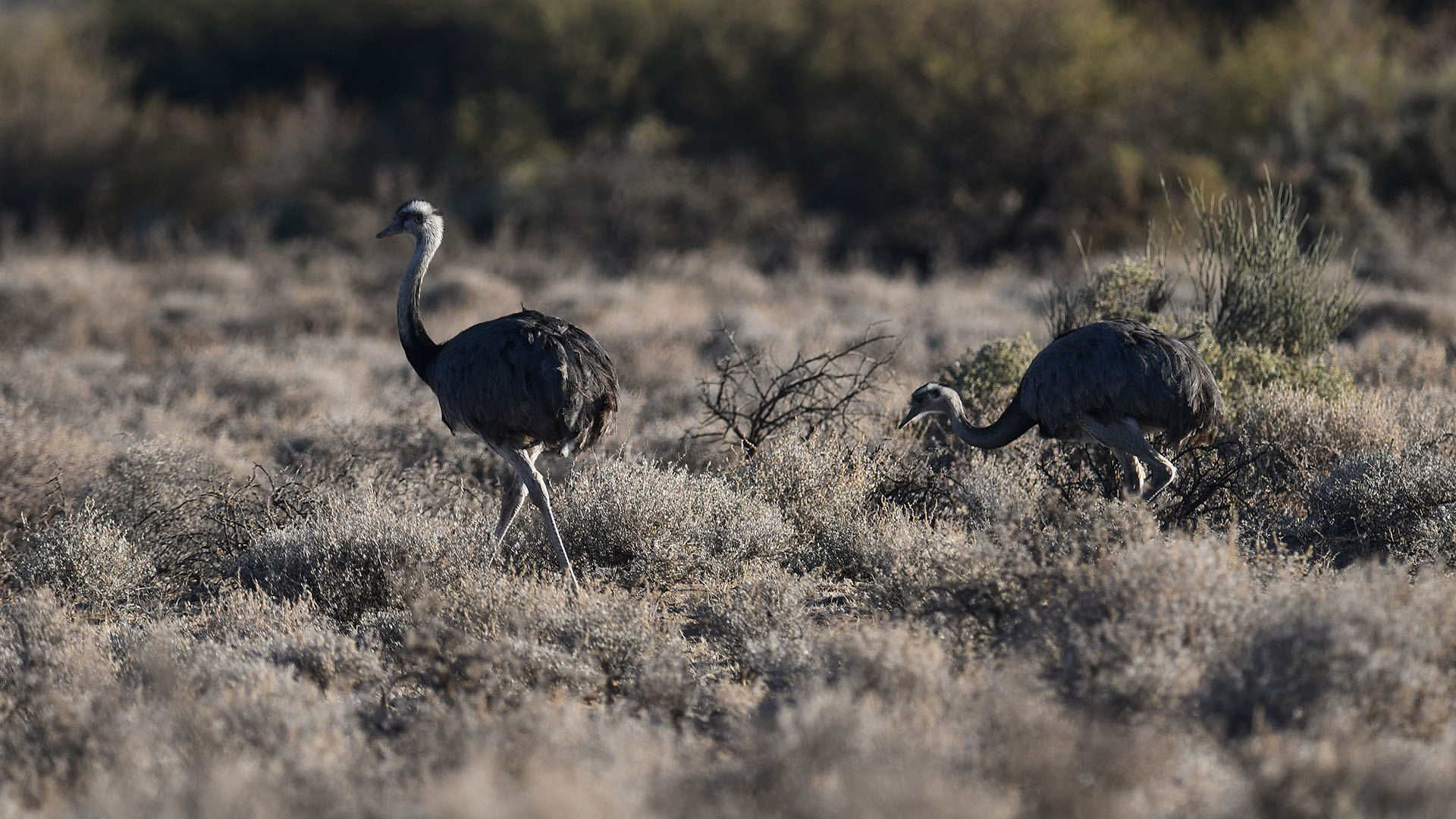 Parque provincial Ischigualasto - Circuito tradicional - imagen 3