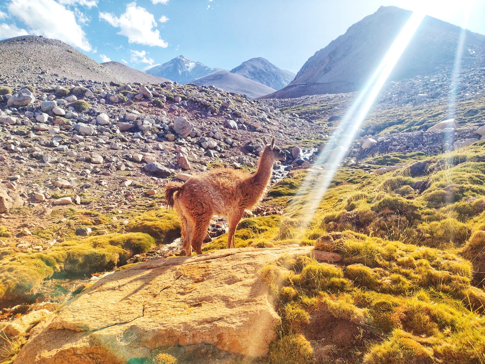 Barreal con noche más Trekking en Laguna Blanca - imagen 4